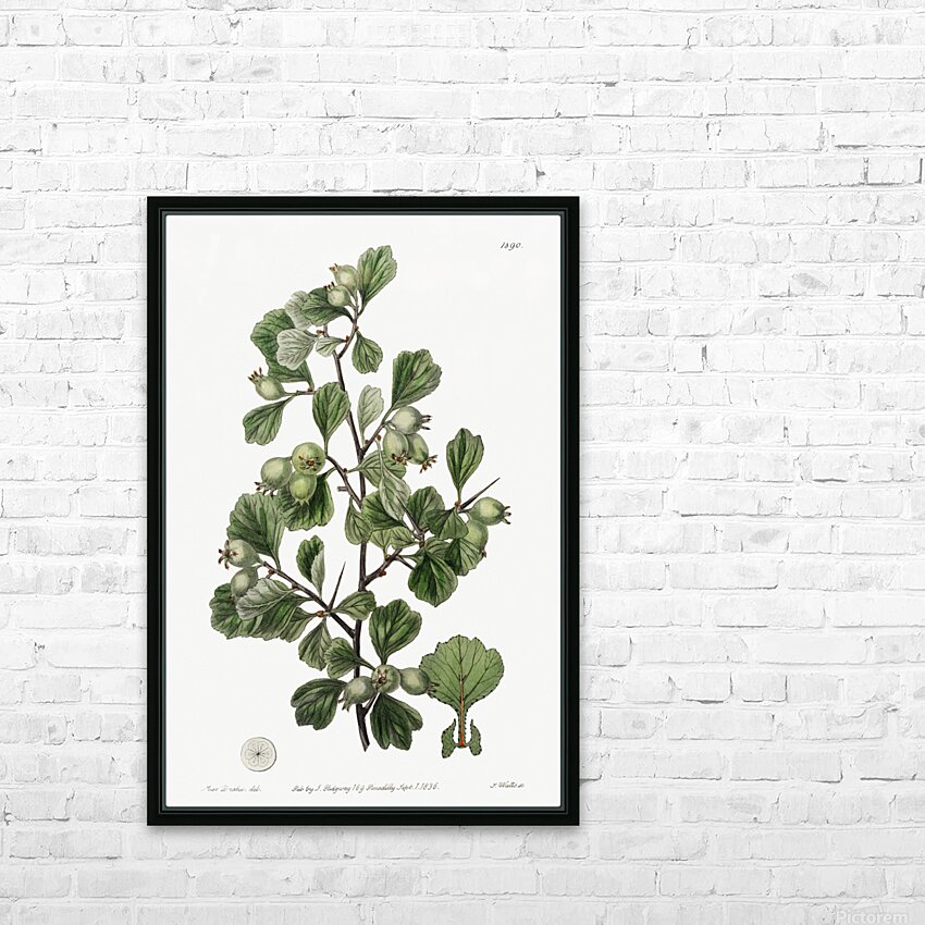 Spathula-leaved thorn from Edwards Botanical Register 1829-1847  by Sydenham Edwards John Lindley and James Ridgway. HD Sublimation Metal print with Decorating Float Frame (BOX)