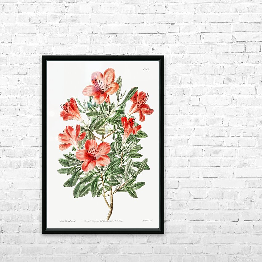 The brick-red Chinese azalea from Edwards Botanical Register 1829-1847  by Sydenham Edwards John Lindley and James Ridgway. HD Sublimation Metal print with Decorating Float Frame (BOX)