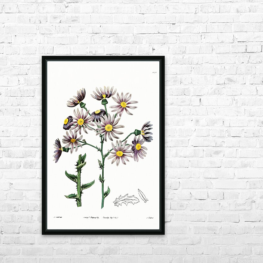 Lilac senecio from Edwards Botanical Register 1829-1847  by Sydenham Edwards John Lindley and James Ridgway. HD Sublimation Metal print with Decorating Float Frame (BOX)