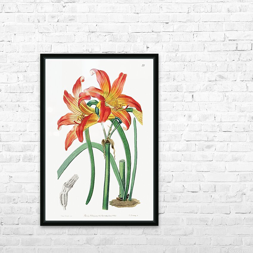 Meadow habranthus from Edwards Botanical Register 1829-1847  by Sydenham Edwards John Lindley and James Ridgway. HD Sublimation Metal print with Decorating Float Frame (BOX)