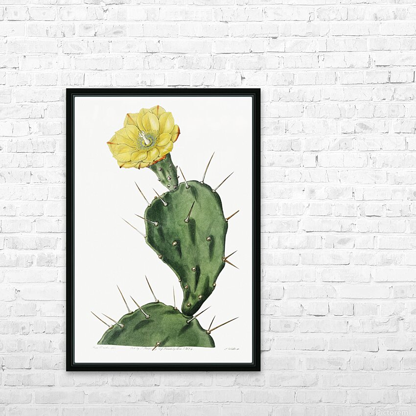 One spined opuntia from Edwards Botanical Register 1829-1847  by Sydenham Edwards John Lindley and James Ridgway. HD Sublimation Metal print with Decorating Float Frame (BOX)