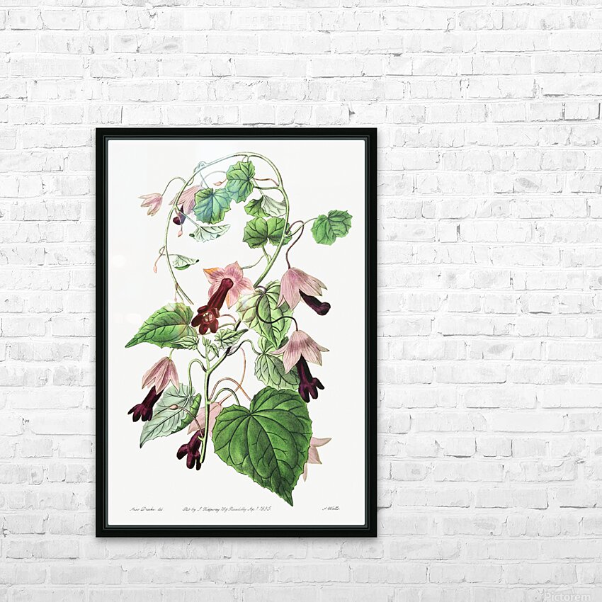 Twinning red-cloak from Edwards Botanical Register 1829-1847  by Sydenham Edwards John Lindley and James Ridgway. HD Sublimation Metal print with Decorating Float Frame (BOX)