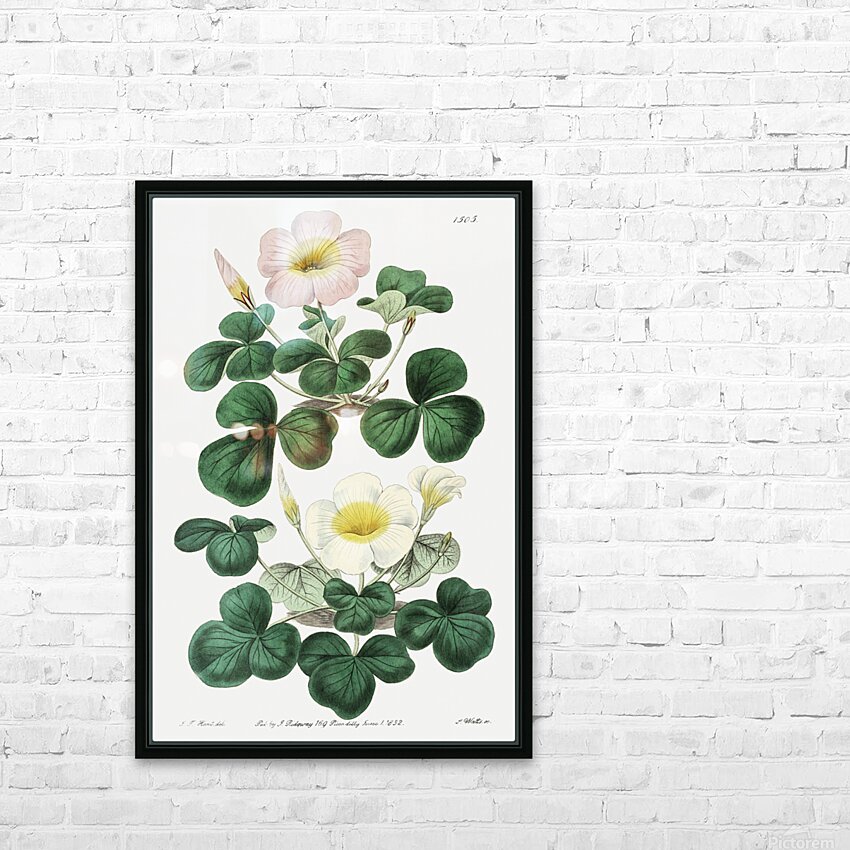 Variable oxalis from Edwards Botanical Register 1829-1847  by Sydenham Edwards John Lindley and James Ridgway. HD Sublimation Metal print with Decorating Float Frame (BOX)