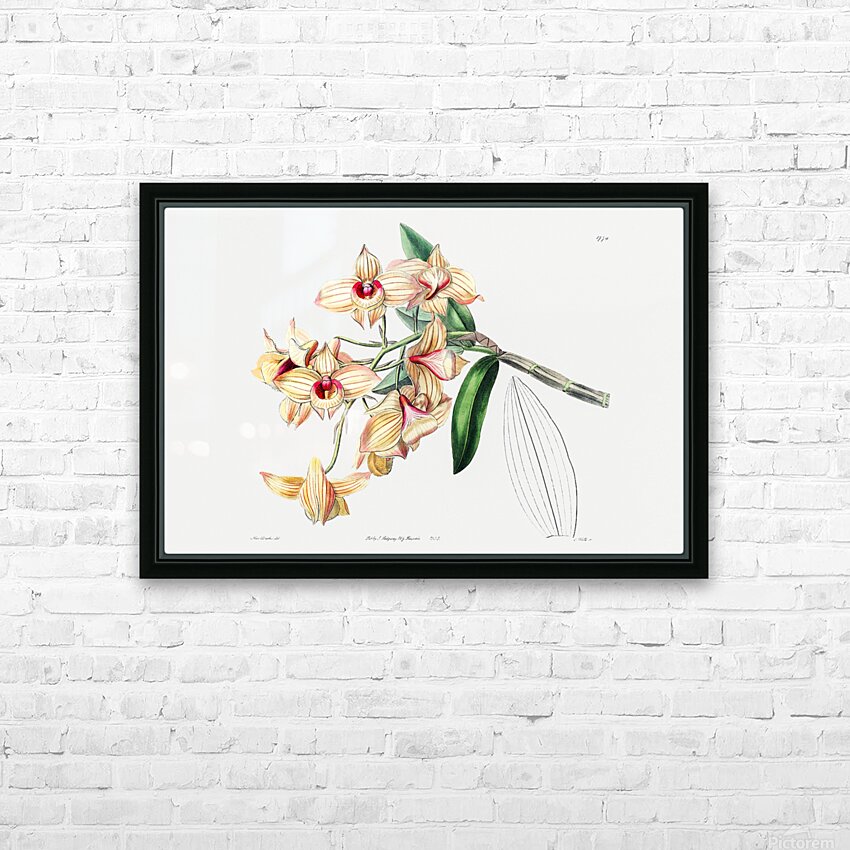 Copper-coloured Dendrobium from Edwards Botanical Register 1829-1847  by Sydenham Edwards John Lindley and James Ridgway. HD Sublimation Metal print with Decorating Float Frame (BOX)
