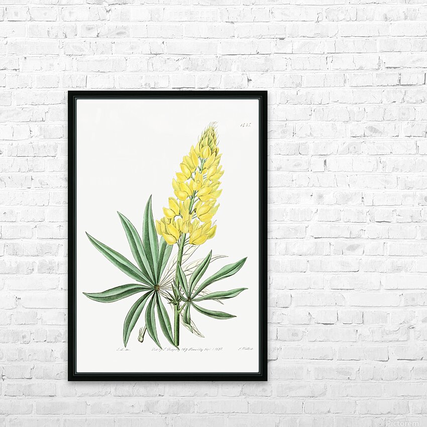 Yellow perennial lupine from Edwards Botanical Register 1829-1847  by Sydenham Edwards John Lindley and James Ridgway. HD Sublimation Metal print with Decorating Float Frame (BOX)