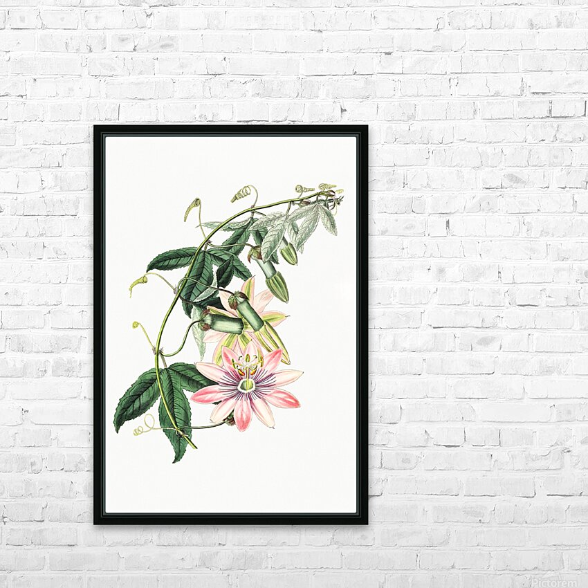 Mrs.Marryats tacsonia from Edwards Botanical Register 1829-1847  by Sydenham Edwards John Lindley and James Ridgway. HD Sublimation Metal print with Decorating Float Frame (BOX)