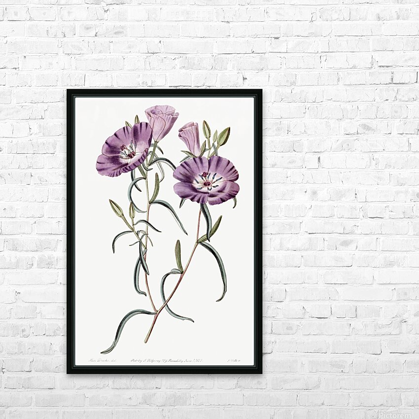 Large Purple Chilian Evening Primrose from Edwards Botanical Register 1829-1847  by Sydenham Edwards John Lindley and James Ridgway. HD Sublimation Metal print with Decorating Float Frame (BOX)