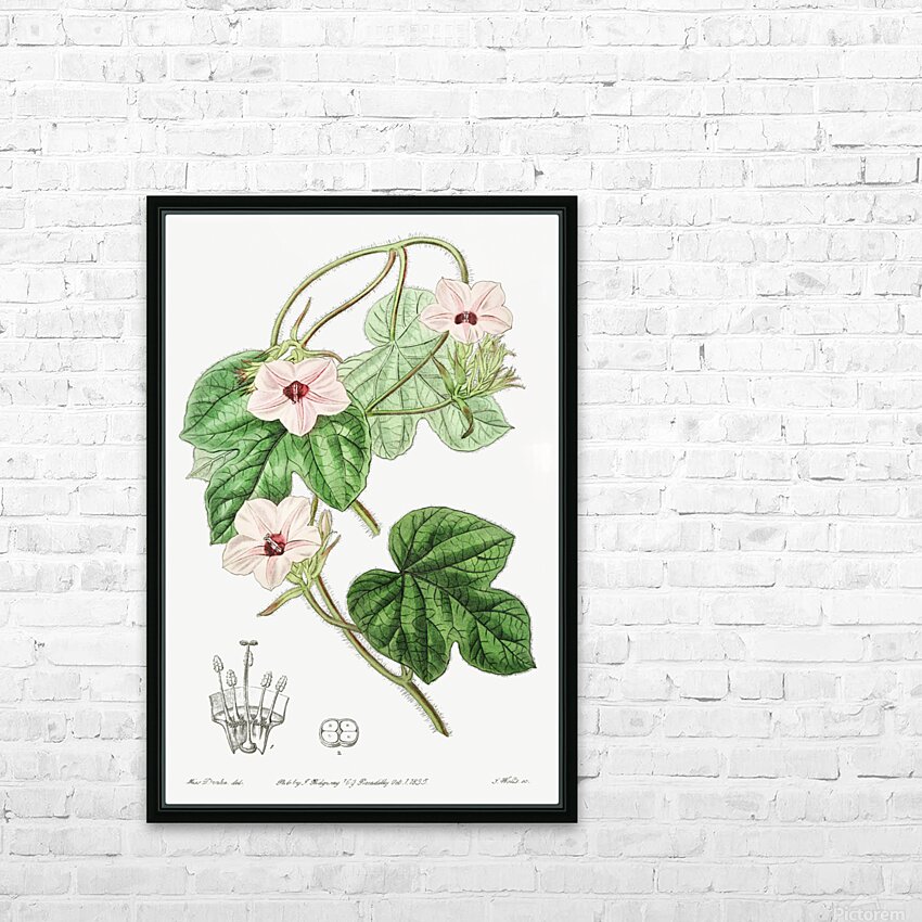 Mr.Aitons ipomoea from Edwards Botanical Register 1829-1847  by Sydenham Edwards John Lindley and James Ridgway. HD Sublimation Metal print with Decorating Float Frame (BOX)
