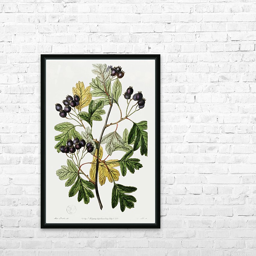 Broad-leaved thorn from Edwards Botanical Register 1829-1847  by Sydenham Edwards John Lindley and James Ridgway. HD Sublimation Metal print with Decorating Float Frame (BOX)
