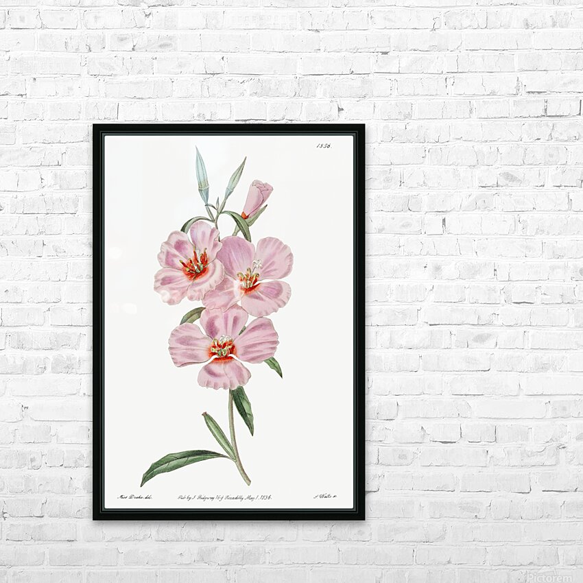 Ruddy godetia from Edwards Botanical Register 1829-1847  by Sydenham Edwards John Lindley and James Ridgway. HD Sublimation Metal print with Decorating Float Frame (BOX)