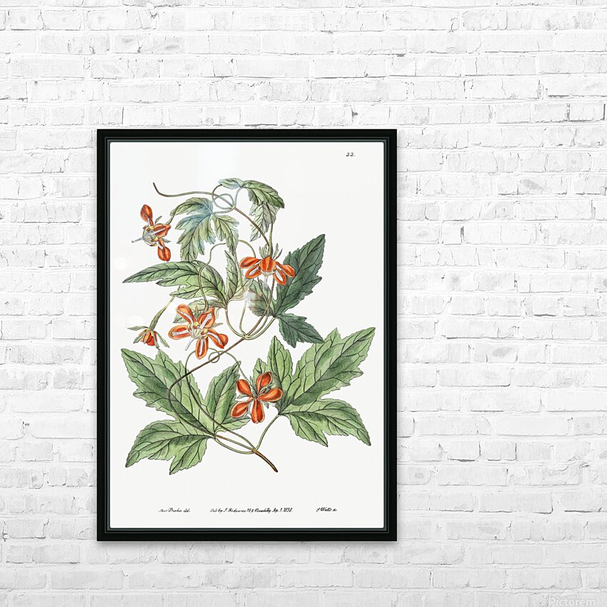 Red loasa from Edwards Botanical Register 1829-1847  by Sydenham Edwards John Lindley and James Ridgway. HD Sublimation Metal print with Decorating Float Frame (BOX)