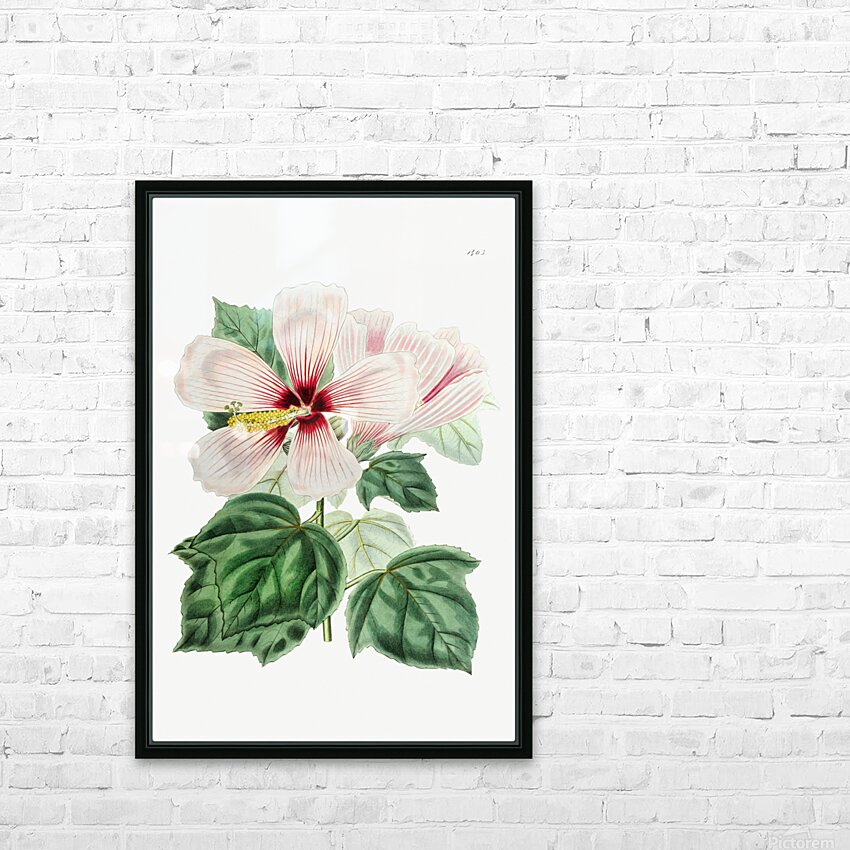 Marsh hibiscus from Edwards Botanical Register 1829-1847  by Sydenham Edwards John Lindley and James Ridgway. HD Sublimation Metal print with Decorating Float Frame (BOX)
