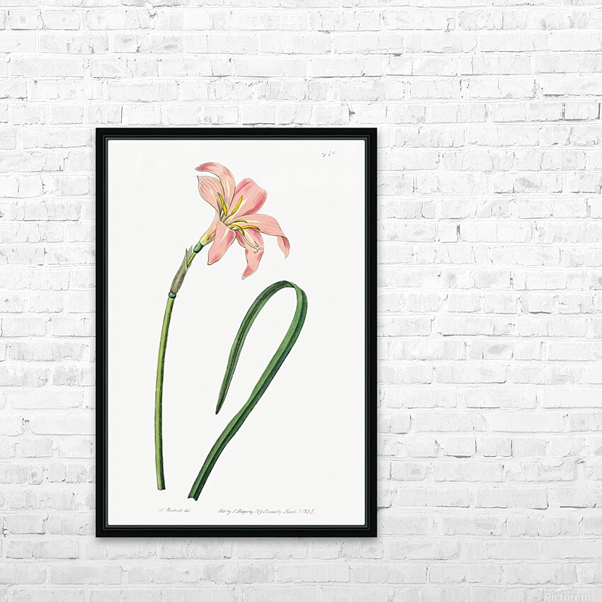 Spofforth Zephyranthes from Edwards Botanical Register 1829-1847  by Sydenham Edwards John Lindley and James Ridgway. HD Sublimation Metal print with Decorating Float Frame (BOX)
