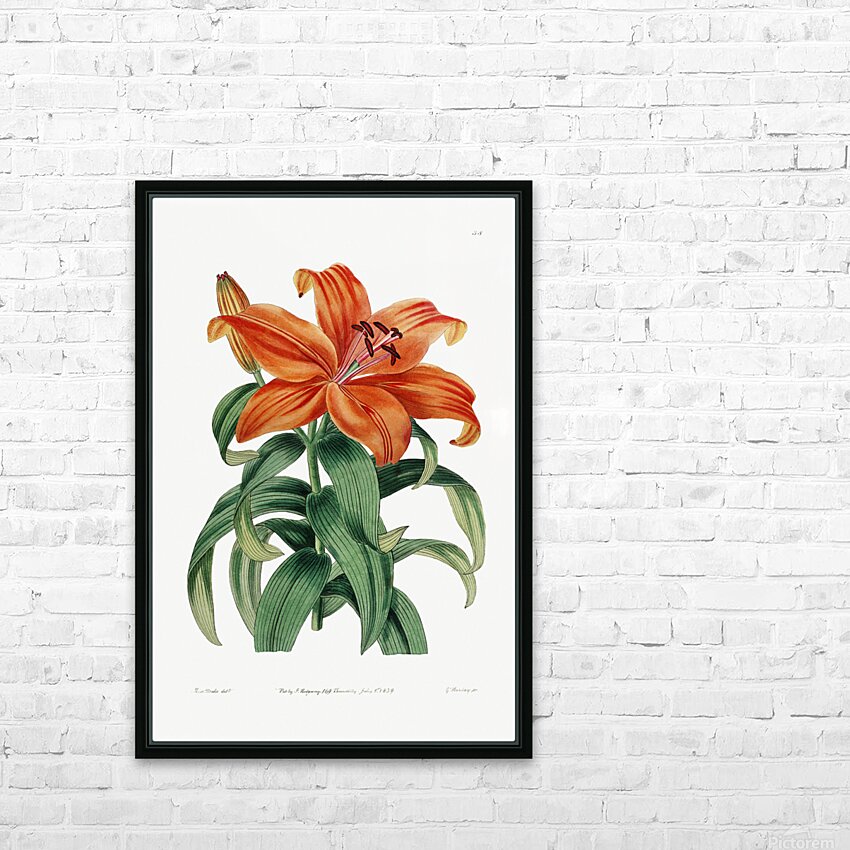 Thunbergs orange lily from Edwards Botanical Register 1829-1847  by Sydenham Edwards John Lindley and James Ridgway. HD Sublimation Metal print with Decorating Float Frame (BOX)