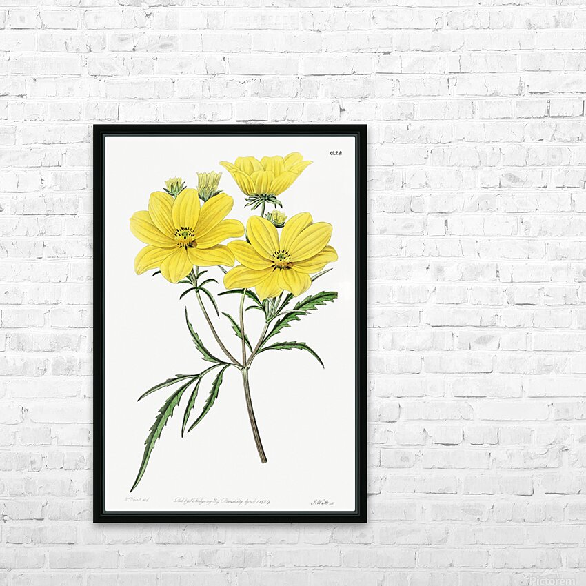 Golden coreopsis from Edwards Botanical Register 1829-1847  by Sydenham Edwards John Lindley and James Ridgway. HD Sublimation Metal print with Decorating Float Frame (BOX)