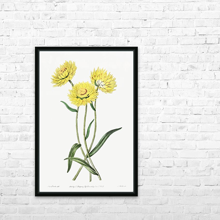 Two-coloured Helichrysum from Edwards Botanical Register 1829-1847  by Sydenham Edwards John Lindley and James Ridgway. HD Sublimation Metal print with Decorating Float Frame (BOX)
