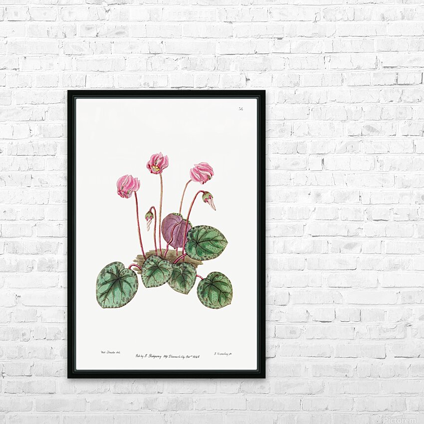 Shore cyclamen from Edwards Botanical Register 1829-1847  by Sydenham Edwards John Lindley and James Ridgway. HD Sublimation Metal print with Decorating Float Frame (BOX)