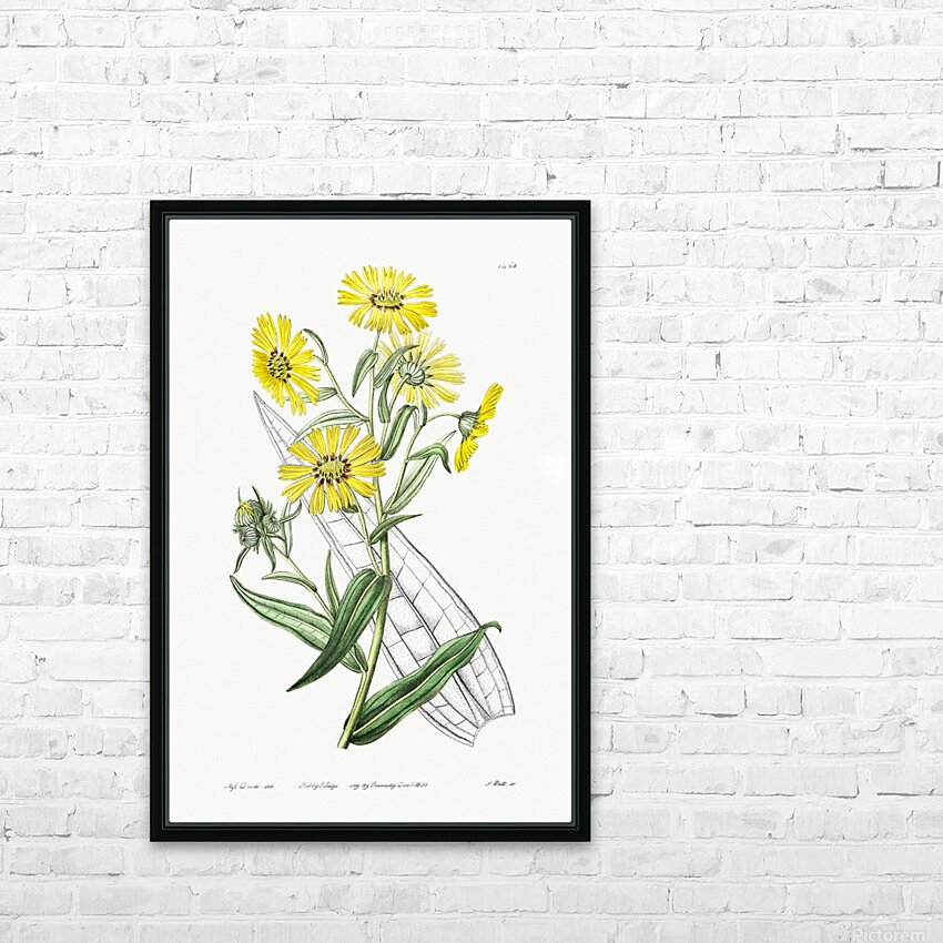 Elegant madia from Edwards Botanical Register 1829-1847  by Sydenham Edwards John Lindley and James Ridgway. HD Sublimation Metal print with Decorating Float Frame (BOX)