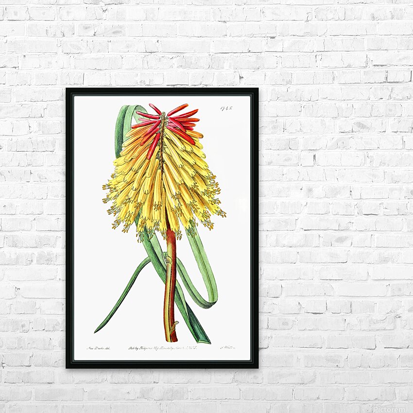 Burchells tritoma from Edwards Botanical Register 1829-1847  by Sydenham Edwards John Lindley and James Ridgway. HD Sublimation Metal print with Decorating Float Frame (BOX)