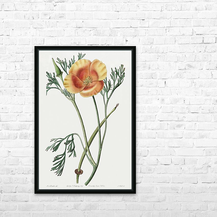 Saffron colored eschscholzia from Edwards Botanical Register 1829-1847  by Sydenham Edwards John Lindley and James Ridgway. HD Sublimation Metal print with Decorating Float Frame (BOX)