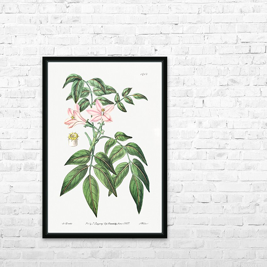 Pink Turraea pinnata from Edwards Botanical Register 1829-1847  by Sydenham Edwards John Lindley and James Ridgway. HD Sublimation Metal print with Decorating Float Frame (BOX)