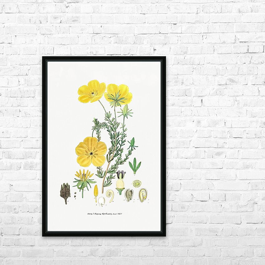 Long-stalked ledocarpum from Edwards Botanical Register 1829-1847  by Sydenham Edwards John Lindley and James Ridgway. HD Sublimation Metal print with Decorating Float Frame (BOX)