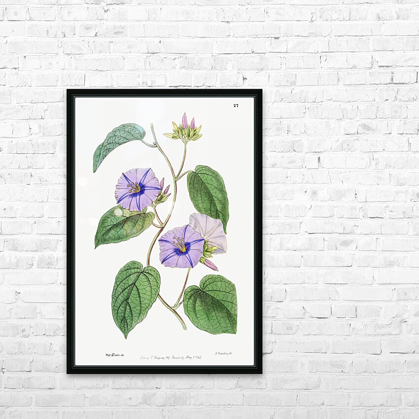 Hoary jacquemontia from Edwards Botanical Register 1829-1847  by Sydenham Edwards John Lindley and James Ridgway. HD Sublimation Metal print with Decorating Float Frame (BOX)