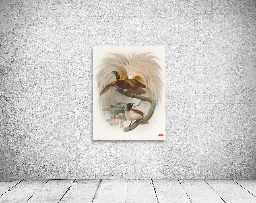 Paradisea minor 1873 Wall Preview