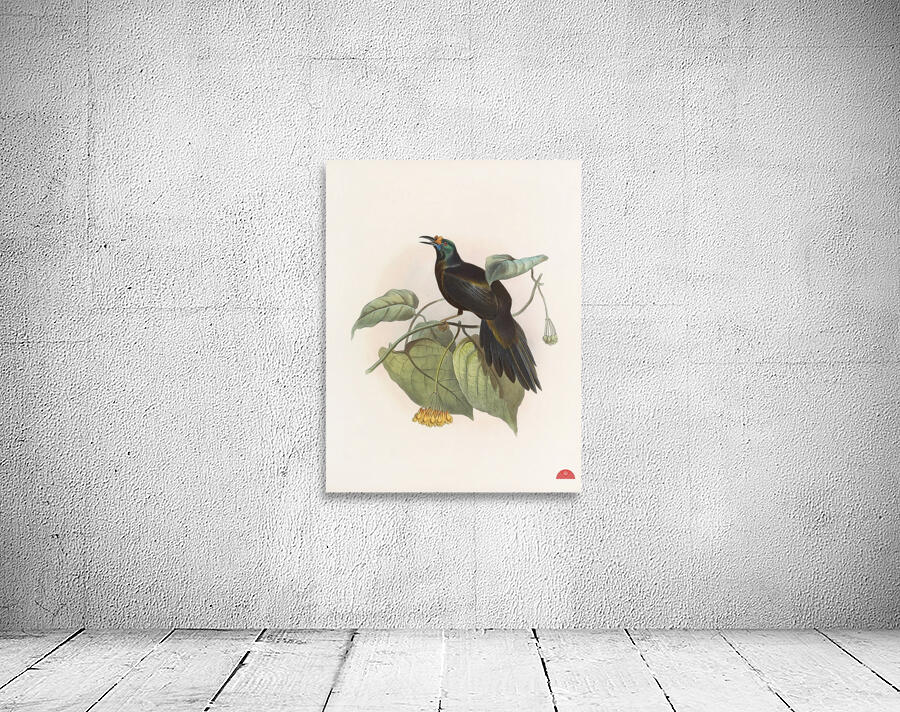 Paradigalla carunculata 1873 Wall Preview