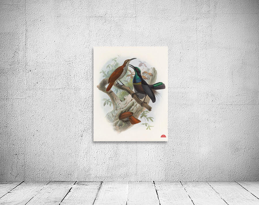 Ptiloris magnificus 1873 Wall Preview