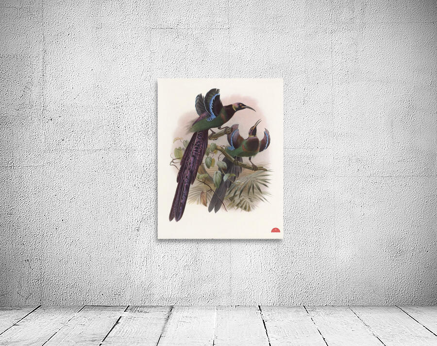 Epimachus Ellioti 1873 Wall Preview