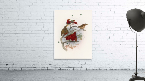 Cicinnurus regius 1873 Wall Preview