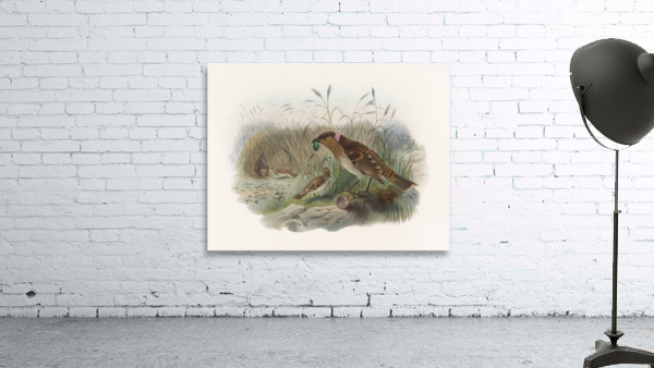 Chlamydodera maculata 1873 Wall Preview