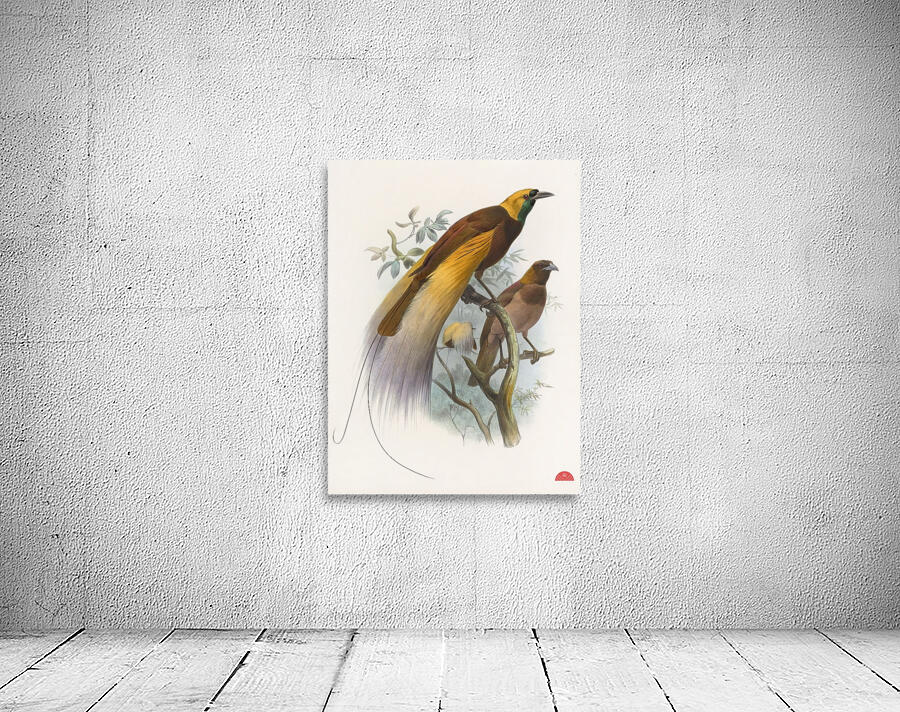 Paradisea apoda 1873 Wall Preview