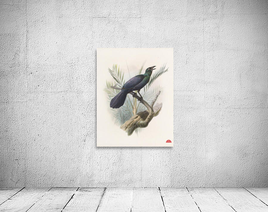 Manucodia atra 1873 Wall Preview