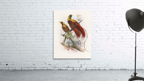 Paradisea sanguinea 1873 Wall Preview