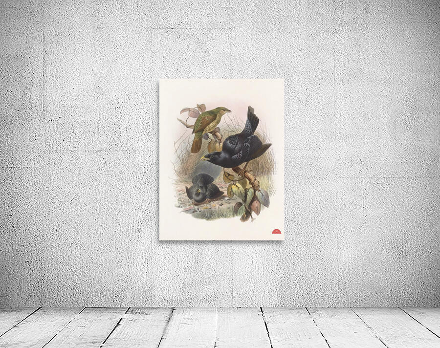 Ptilorhynchus violaceus 1873 Wall Preview