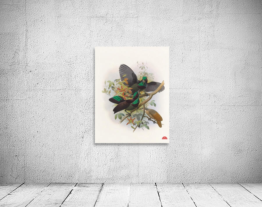 Ptiloris Victorie 1873 Wall Preview