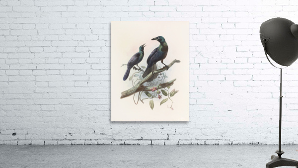 Manucodia chalybeus 1873 Wall Preview