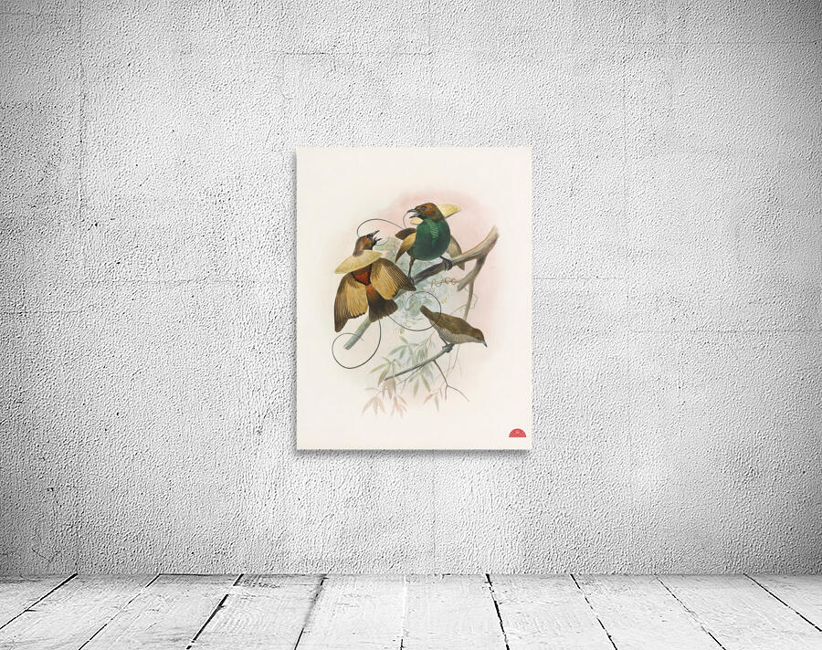 Diphyllodes speciosa 1873 Wall Preview