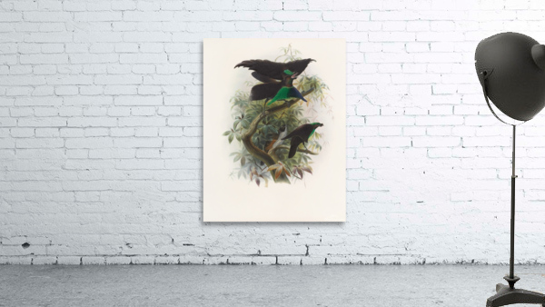 Lophorina atra 1873 Wall Preview