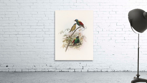 Diphyllodes respublica 1873 Wall Preview