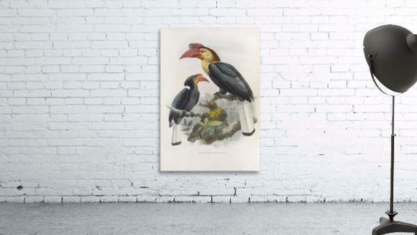 Cranorrhinus leucocephalus 1882 Wall Preview