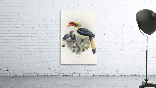 Penelopides affinis 1882 Wall Preview