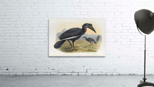 Bucorvus abyssinicus 1882 Wall Preview