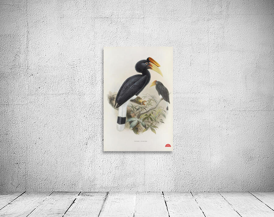 Buceros sylvestris 1882 Wall Preview