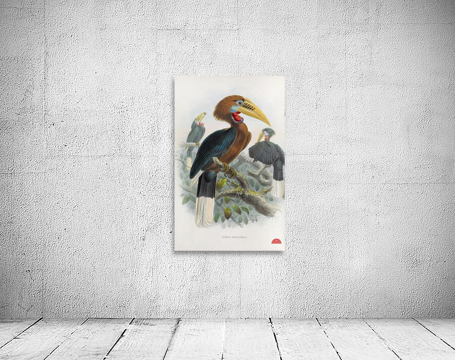 Aceros nepalensis 1882 Wall Preview