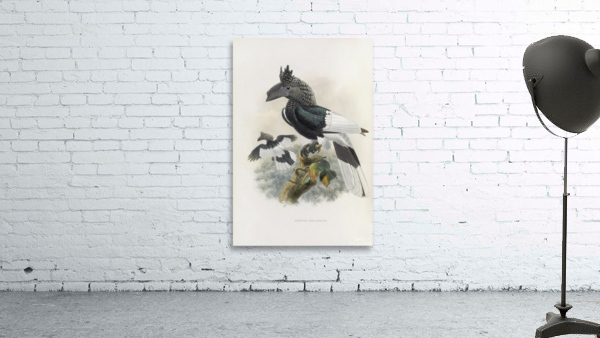 Bycanistes subcylindricus 1882 Wall Preview