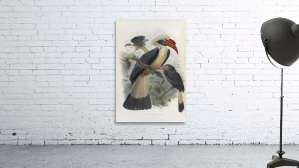 Penelopides panini 1882 Wall Preview