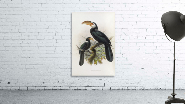 Hydrocissa exarhatus 1882 Wall Preview